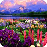 Valley of Flowers live wallpaper