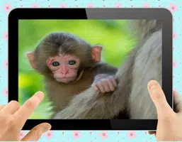 Baby Monkey 스크린샷 0