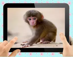 Baby Monkey 스크린샷 1