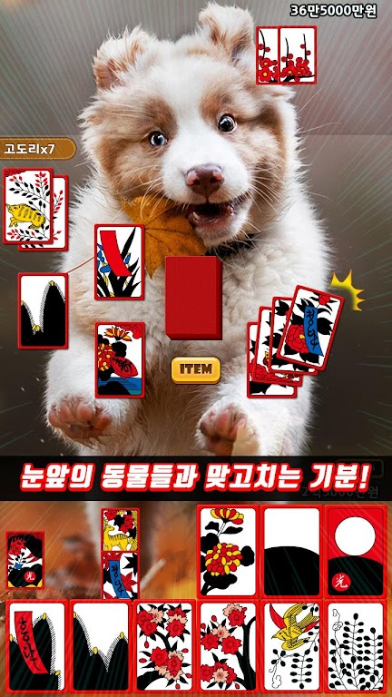 애니멀 맞고 - 동물 팻 고스톱 ဖန်သားပြင်ဓာတ်ပုံ 1